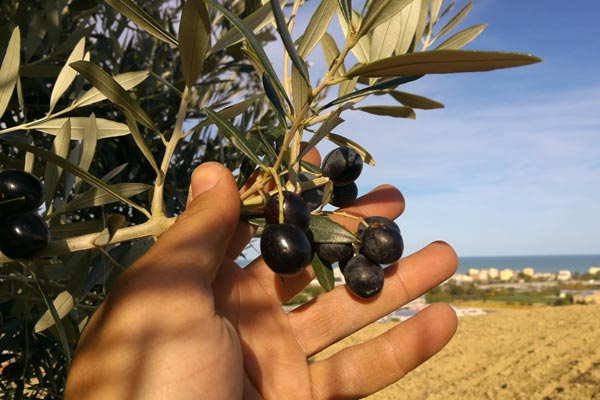 Производство Selva Giurata