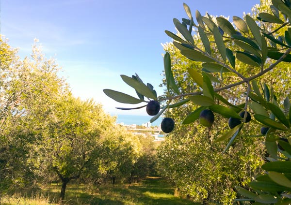 Оливковые деревья