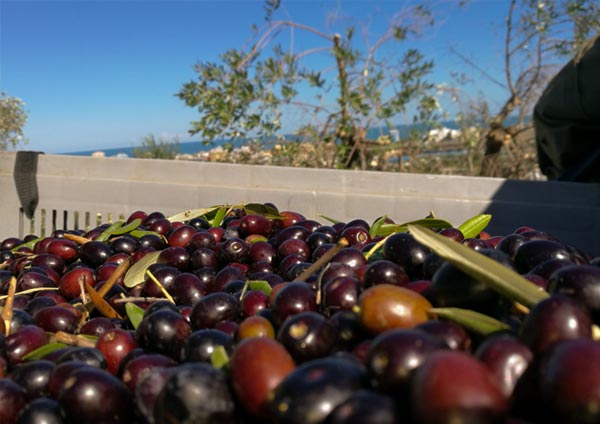 Сбор урожая